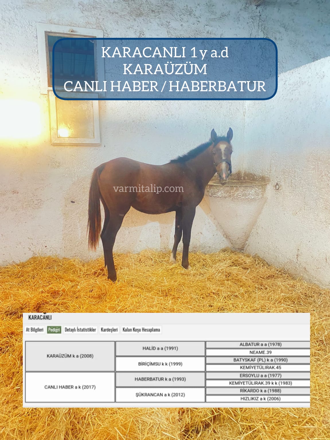 1 YAŞ.KARAÜZÜM DİŞİ TAYI KARACANLI  ANNE:CANLI HABER  KISRAK BABASI HABERBATUR  120 BİN